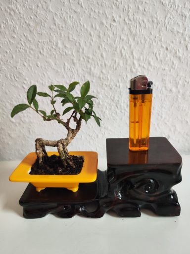 Größe 10*13*7 cm mit Schale