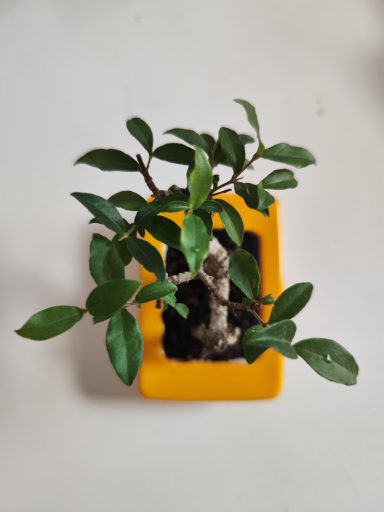 Preis 50,00 Euro
