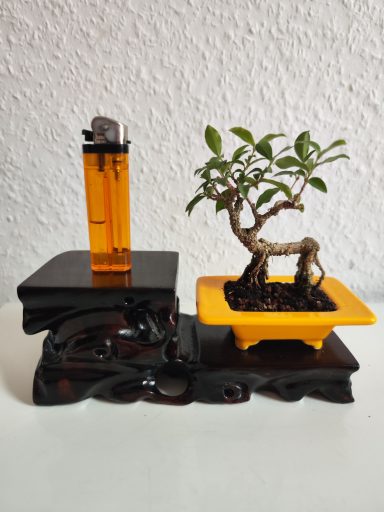 Fortunella japonica , Kumquat